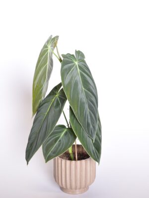 Mustkuldne filodendron P12