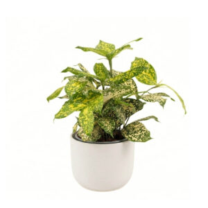 Täpik-draakonipuu ‘Godseffiana Silver’ P12