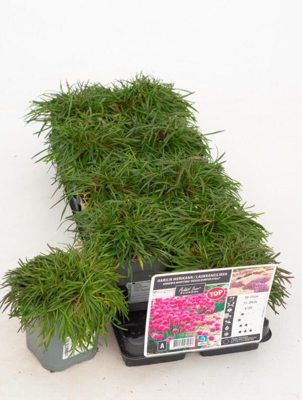 Harilik merikann 'Düsseldorfer Stolz' P12 Eestis kasvatatud