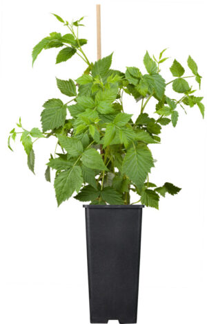 Vaarikas ‘Luckyberry’® P24 30-40cm