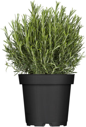 Harilik rosmariin P18