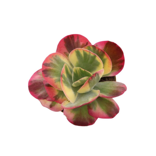 Kollane kalanhoe 'Red Lips' P17