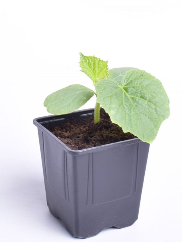 Lühike kurk 'Alpaka' P9 Eestis kasvatatud