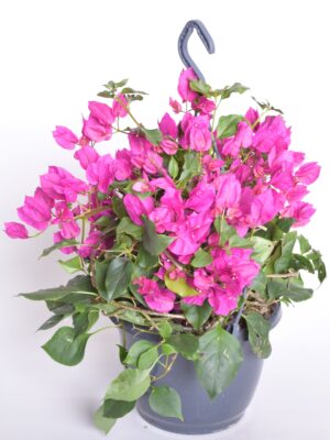 Bugenvillea P23 amplis