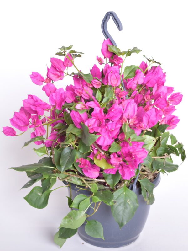 Bugenvillea P23 amplis