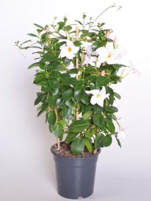 Mandvill ‘Diamantina Jade White’ P17