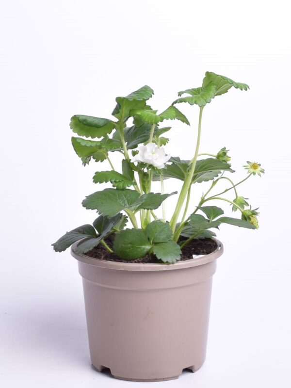 Aedmaasikas Pick&Joy P14