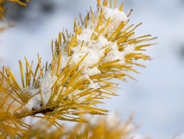 Keerdmänd 'Chief Joseph' P28 60-80cm