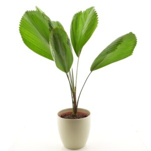 Suur vandepalm P15 ümbrispotis