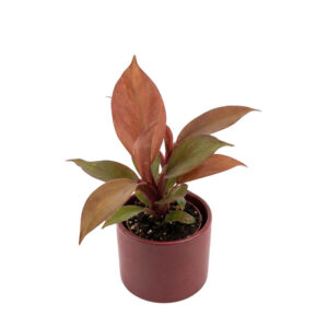 Filodendron ‘Mccolleys finale’ P5,5 12cm