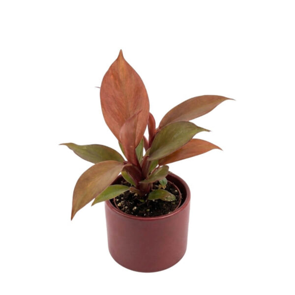 Filodendron 'Mccolleys finale' P5,5 12cm