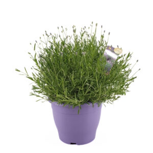 Tähklavendel ‘Essence Pure’ P26