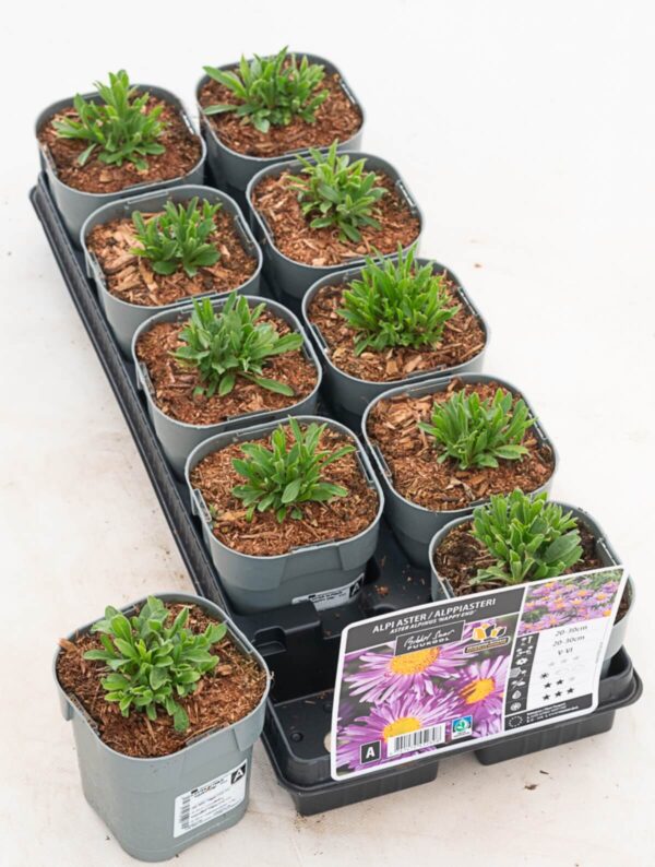 Alpi aster 'Happy End' P12 Eestis kasvatatud