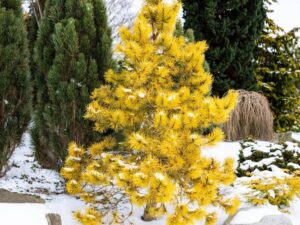 Keerdmänd ‘Chief Joseph’ P28 60-80cm