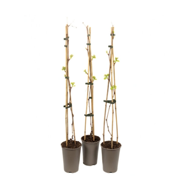 Coignet' viinapuu P17 60cm