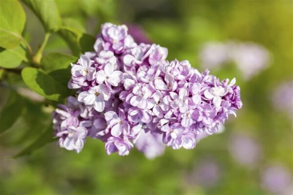 Harilik sirel 'Belle de Nancy' P26 tüvi 70cm