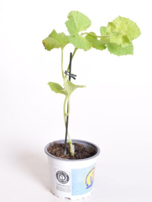 Melon ‘Anasta’ P12