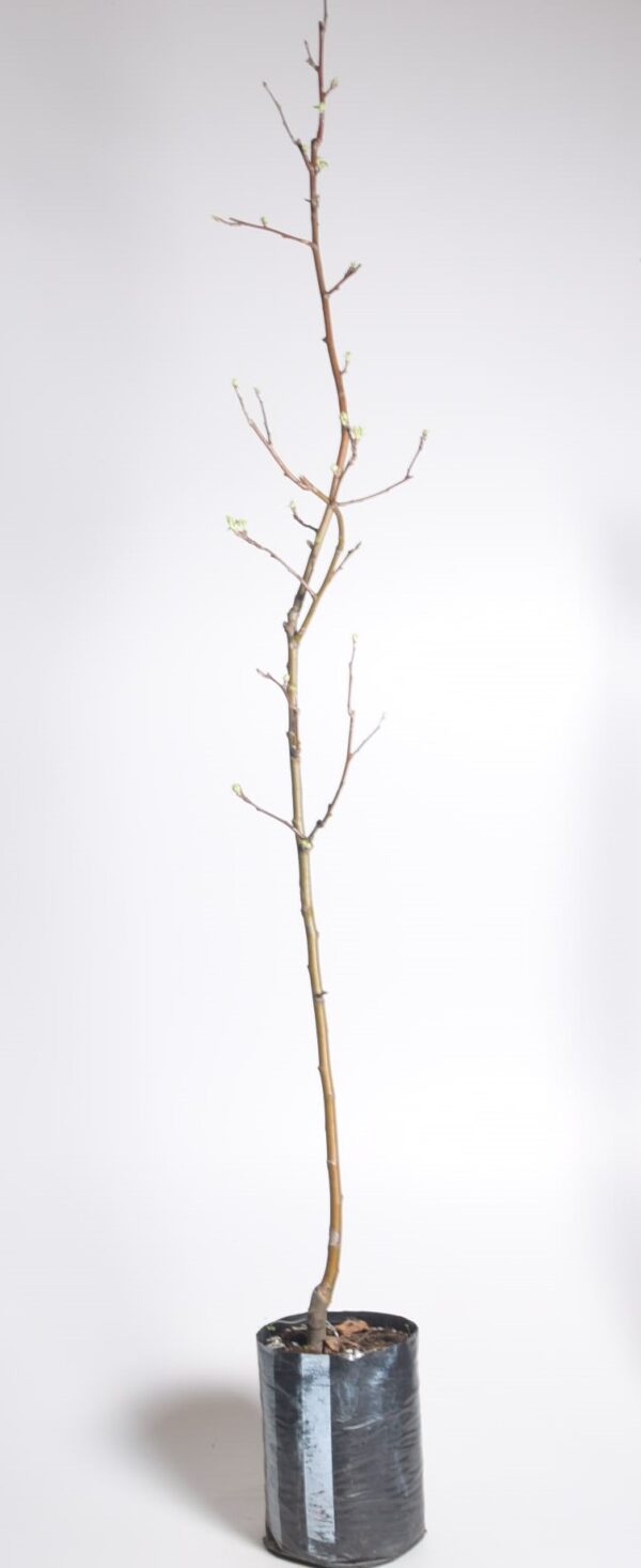 Sügisõunapuu 'Kovalenkovskoje' C8 160cm /Eestis kasvatatud