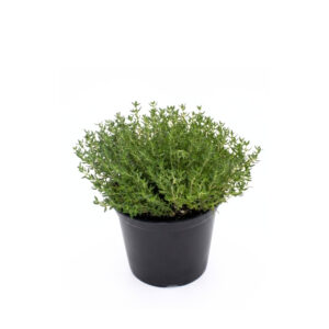 Aed-liivatee (tüümian) P10,5 Eestis kasvatatud