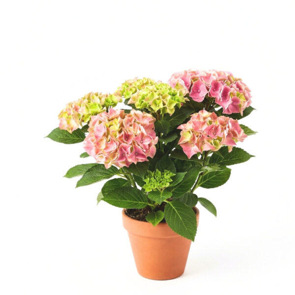 Suurelehine hortensia 'Saxon' P10