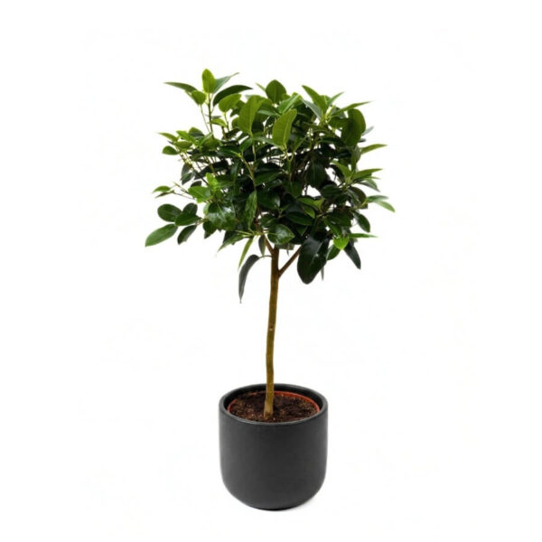 Roostepruun viigipuu P21