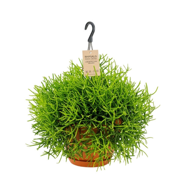 Tihe helmekaktus P21 amplis (heteroclada)