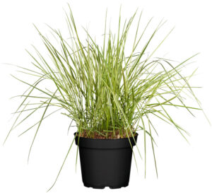 Teravaõiene kastik ‘Overdam’ P17