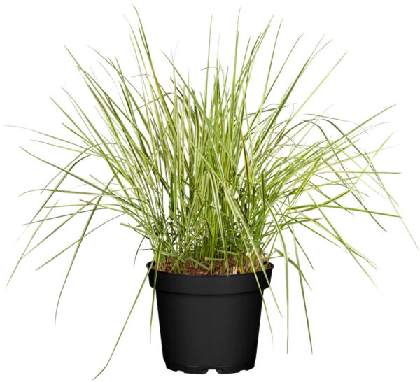 Teravaõiene kastik 'Overdam' P17