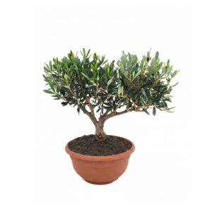 Oliivipuu (õlipuu) P21 madalas potis