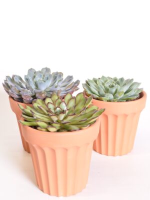 Soomuslehik P12 erinevad