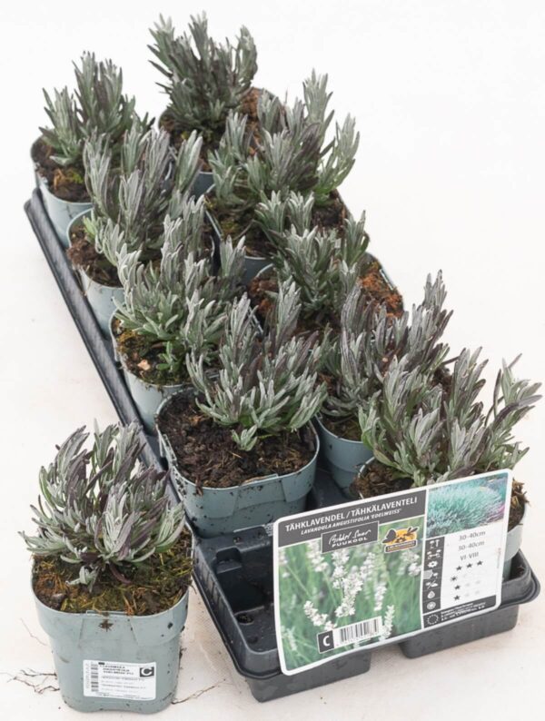 Tähklavendel 'Edelweiss' P17