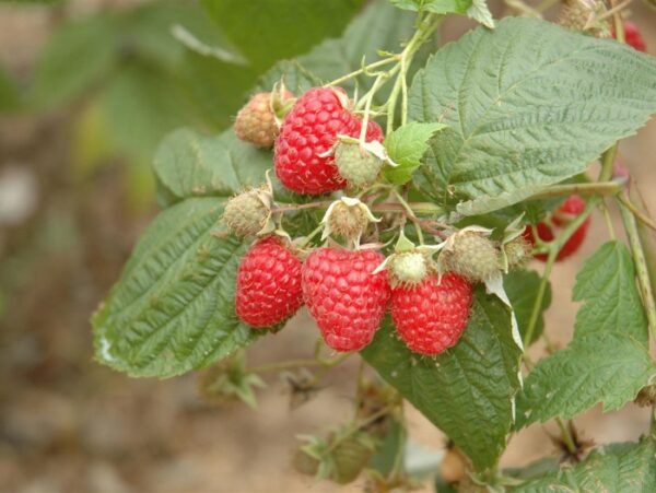 Vaarikas 'Norna' P11 30cm