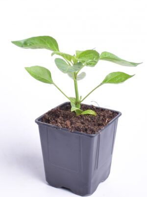 Vürtspaprika ‘Cayenne’ P9 /Eestis kasvatatud