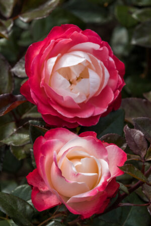 Uus-antiikroos ‘Nostalgie’ P17