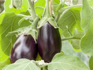 Baklazaan P12 Eestis kasvatatud