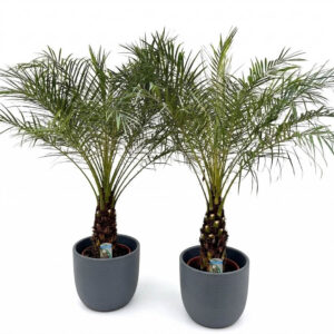 Laose datlipalm P26 100cm