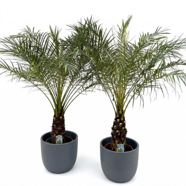 Laose datlipalm P26 100cm