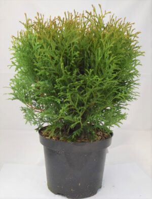 Harilik elupuu ‘Little Giant’ P20 30-40cm