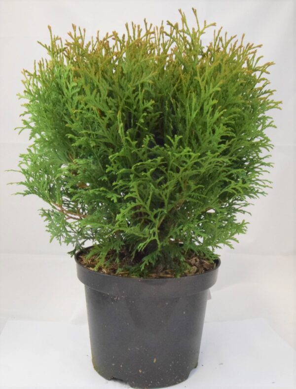 Harilik elupuu 'Little Giant' P20 30-40cm