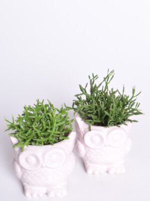 Helmekaktus P6 ümbrispotis ‘Öökull’