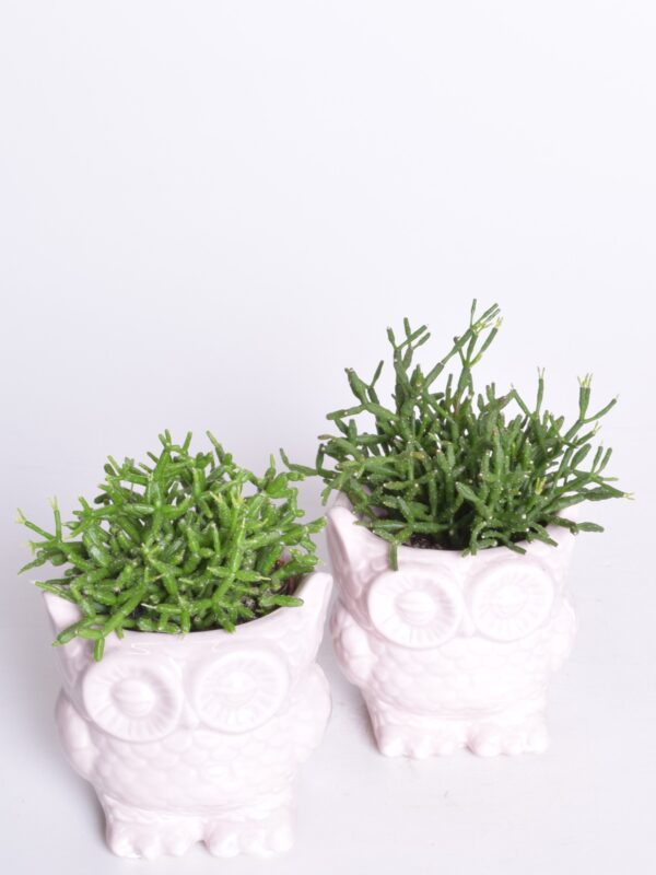 Helmekaktus P6 ümbrispotis 'Öökull'