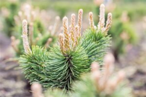 Konksmänd P26 40-50cm