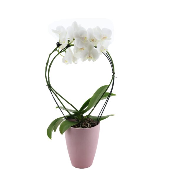 Kuuking P12 erinevad 3 õievart kaarel