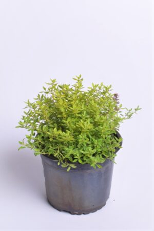 Sidrun-liivatee ‘Aureus’ P14