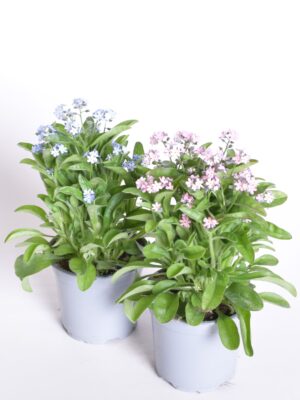 Meelespea (mets-lõosilm) ‘Mon Amie’ P11