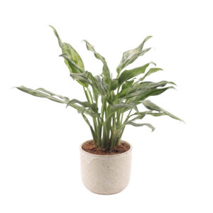 Aglaoneema ‘Juliette’ P14