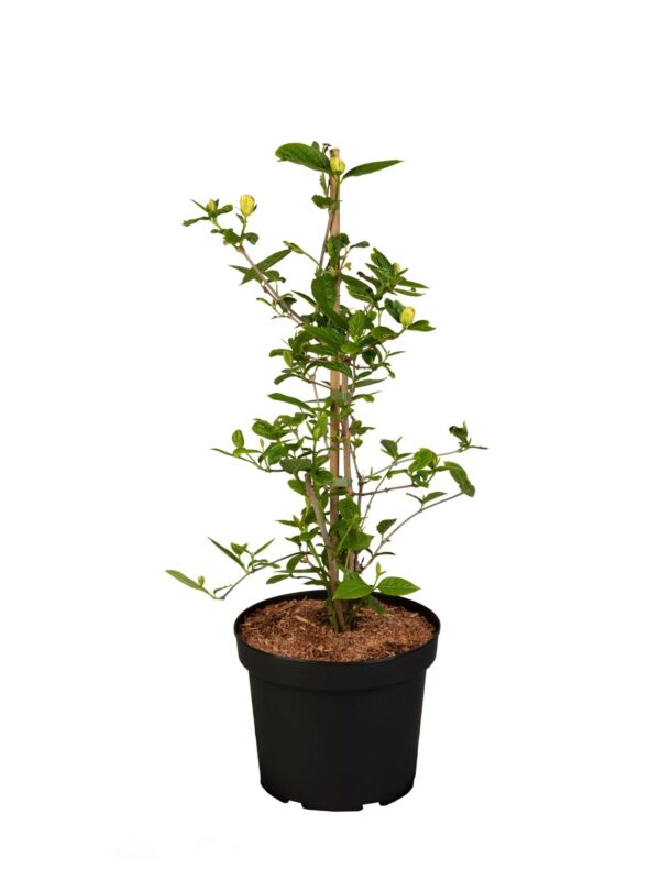 Hiina vürtspõõsas 'Venus' P19