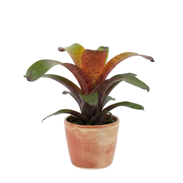 Vriisea 'Tropical Night' P13