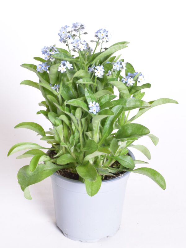 Meelespea (mets-lõosilm) 'Mon Amie' P11