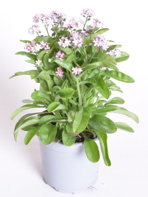 Meelespea (mets-lõosilm) 'Mon Amie' P11